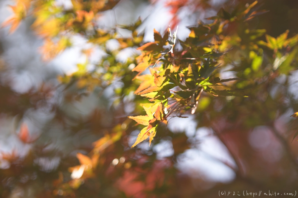 紅葉 - 04
