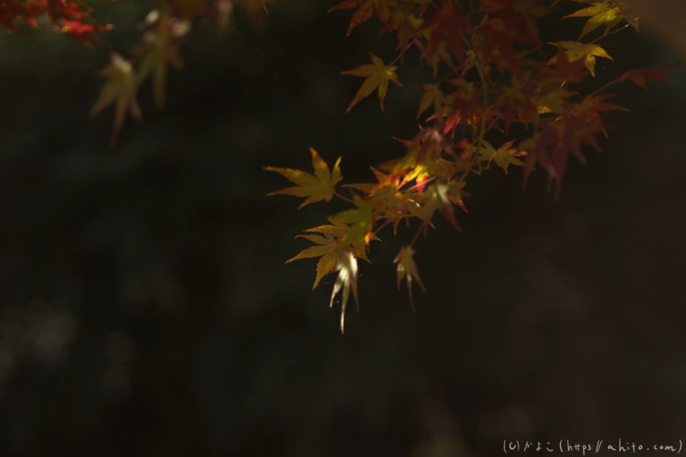 紅葉 - 05