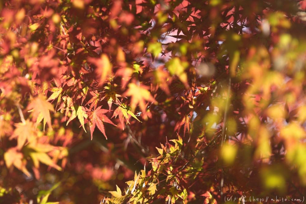 紅葉 - 06