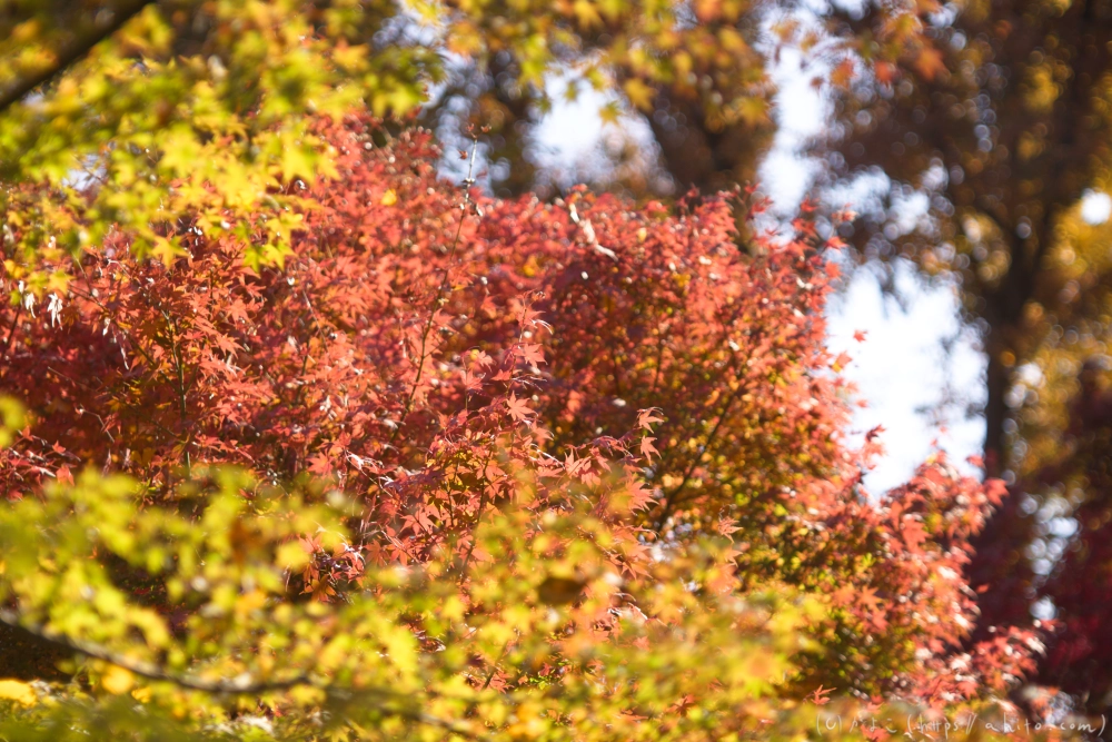 紅葉 - 07