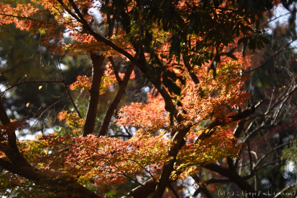 紅葉 - 08