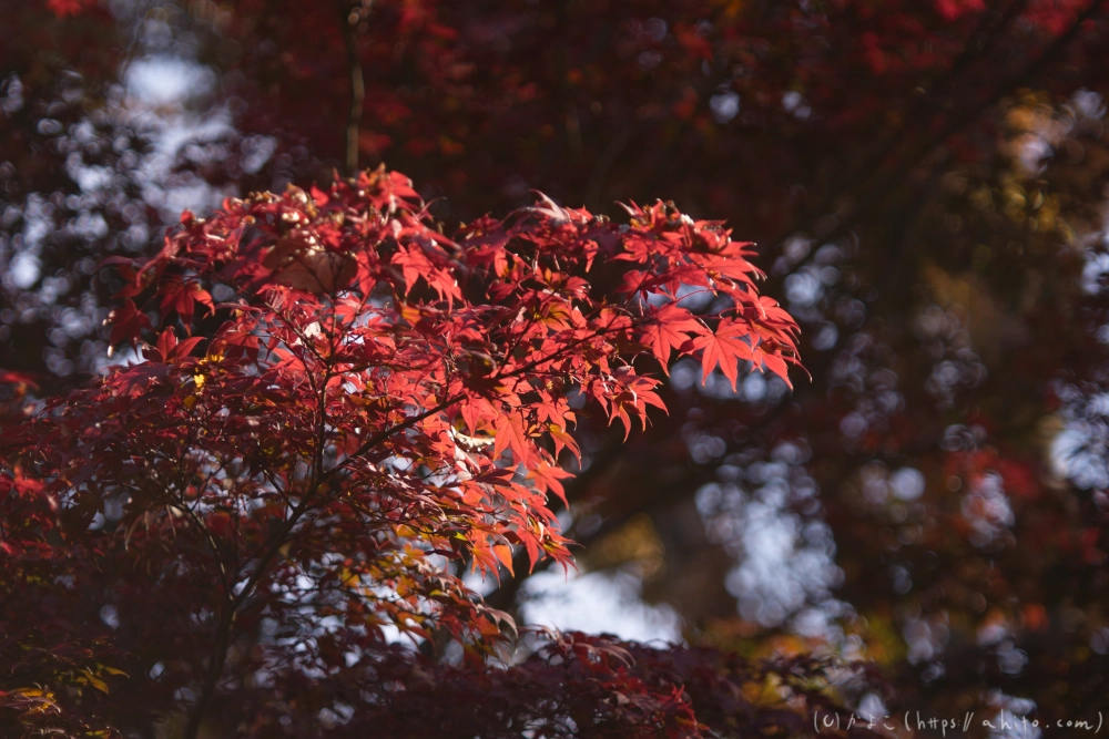 紅葉 - 09