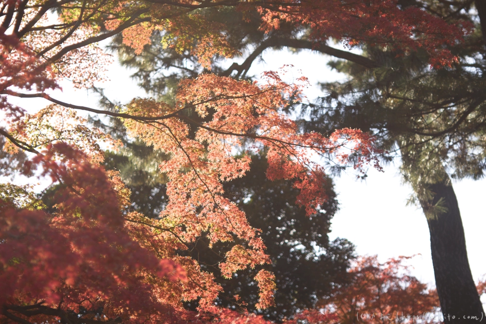 紅葉 - 11