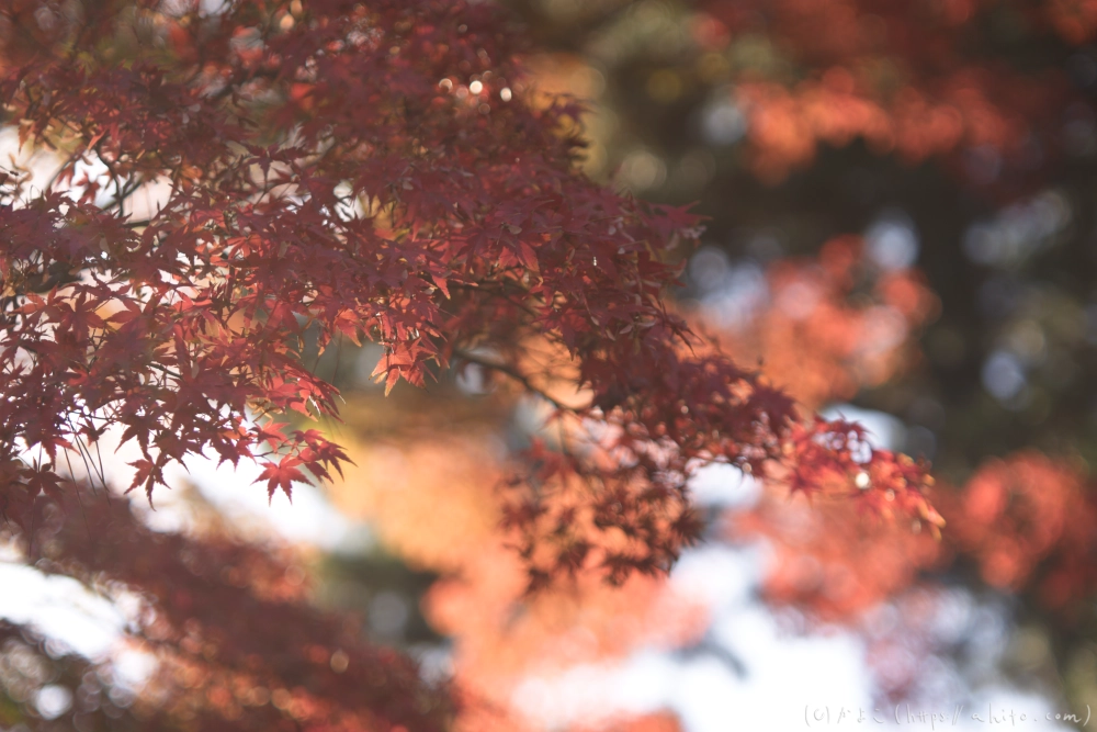 紅葉 - 12