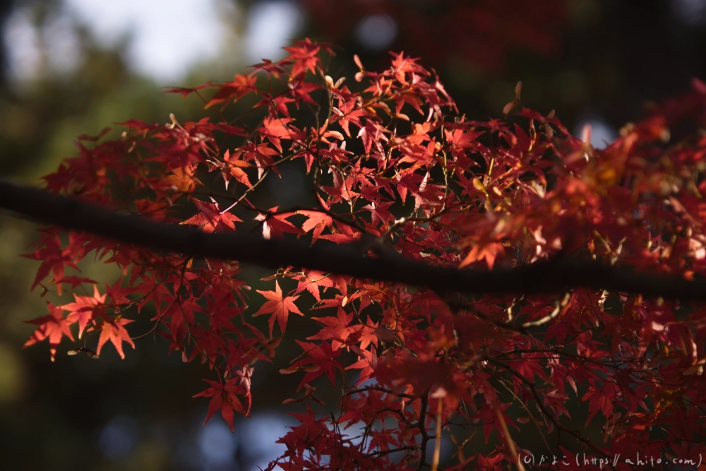 紅葉 - 14
