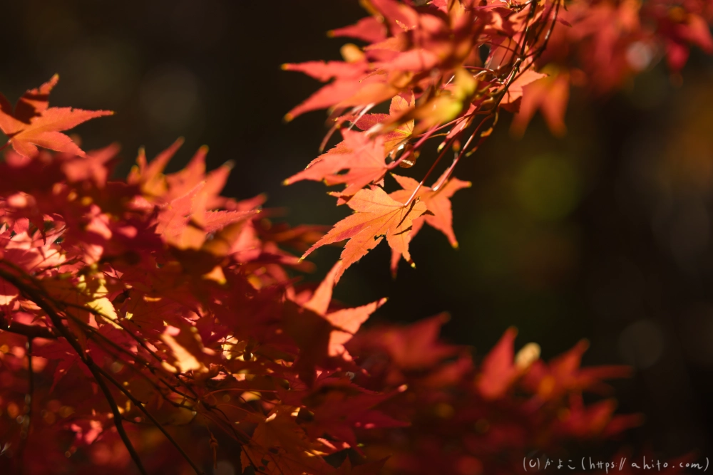紅葉 - 18