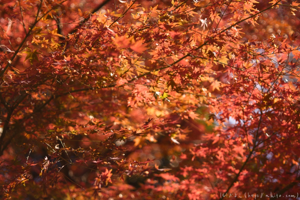 紅葉 - 21