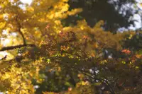 紅葉のイメージ画像