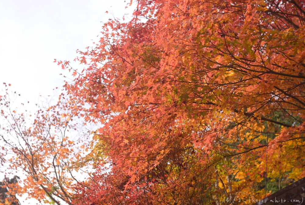 御岳山と紅葉１ - 05