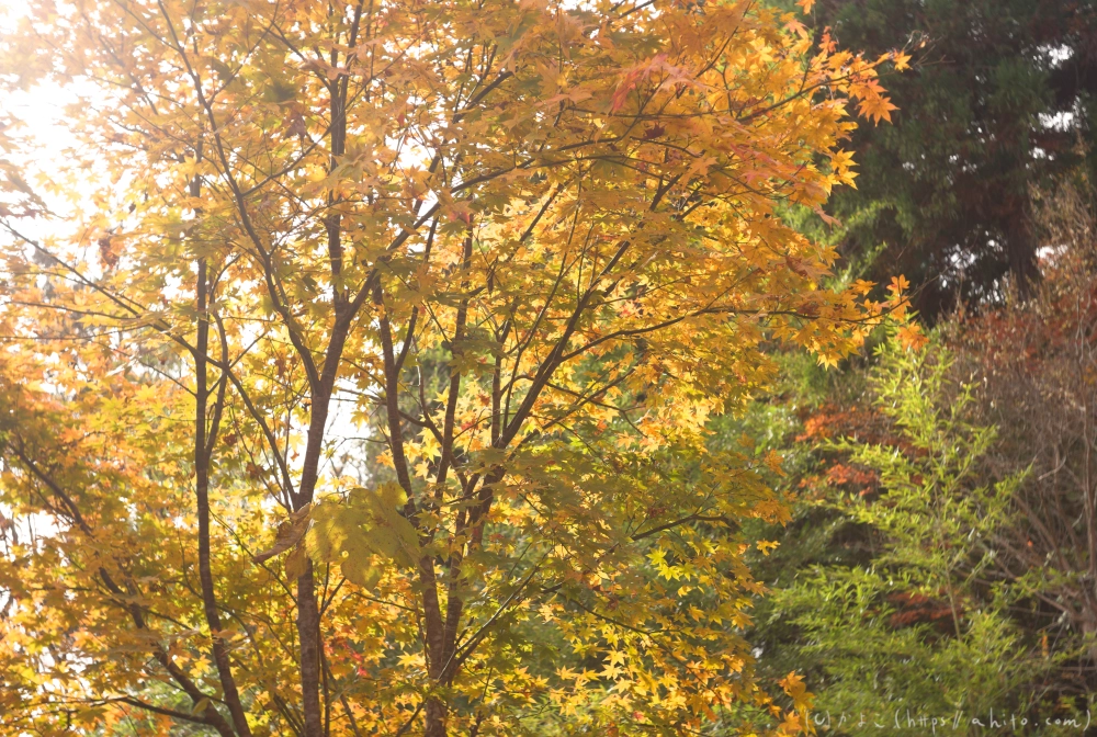 御岳山と紅葉１ - 06