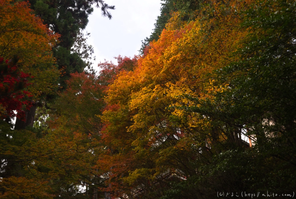 御岳山と紅葉１ - 08