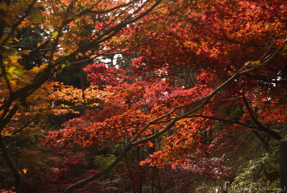 御岳山と紅葉１ - 09