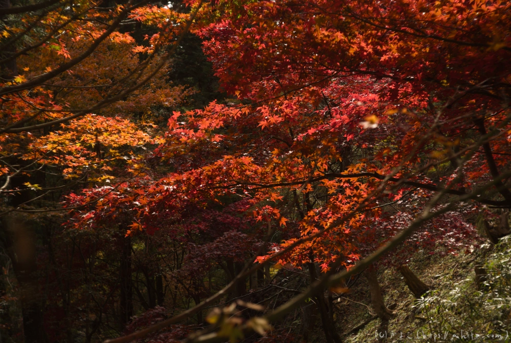 御岳山と紅葉１ - 10