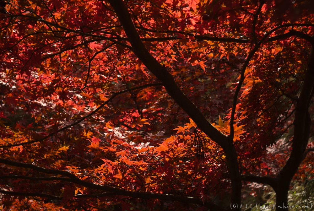御岳山と紅葉１ - 11