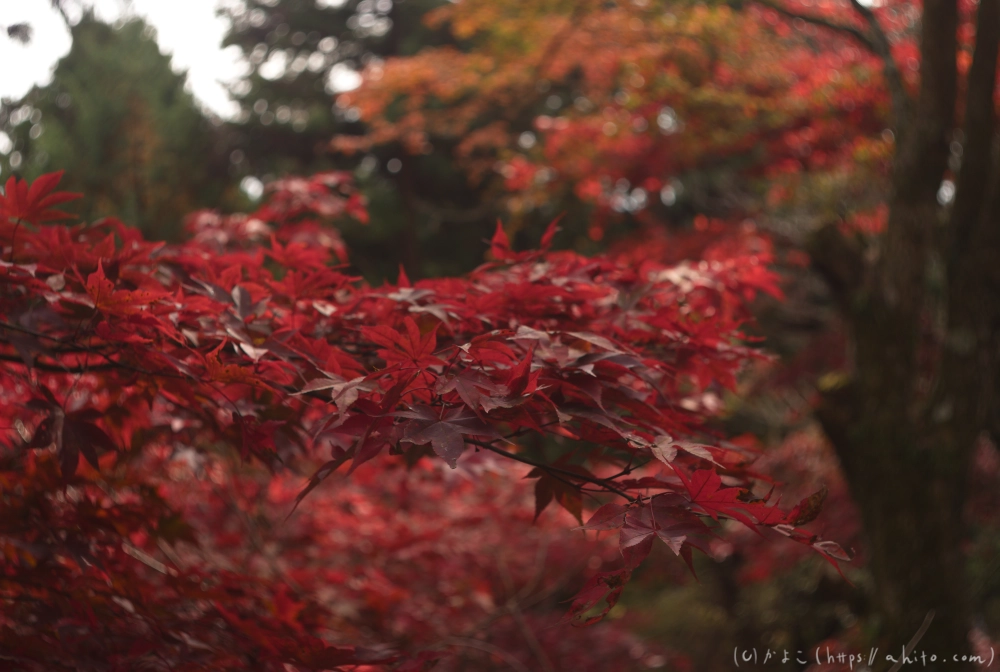 御岳山と紅葉１ - 12