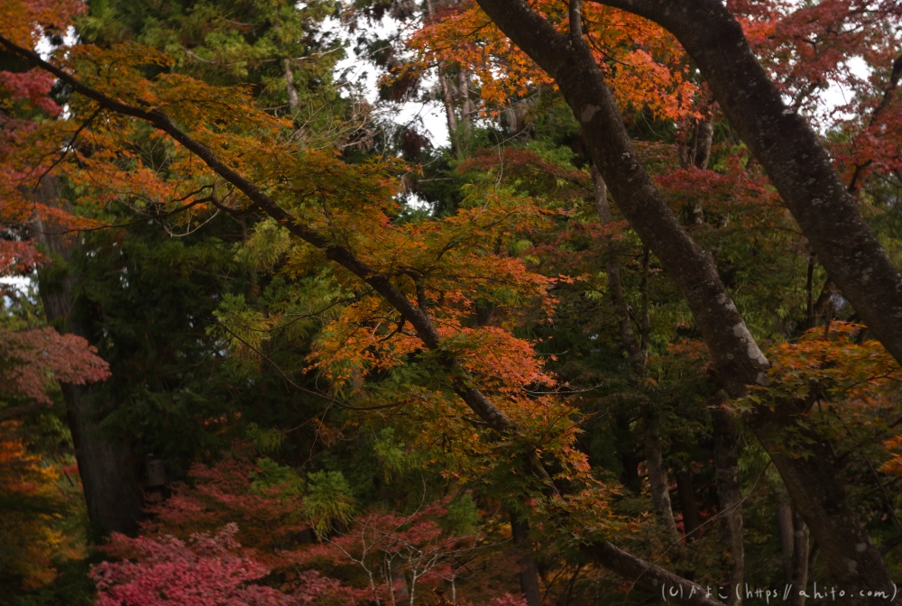 御岳山と紅葉１ - 17