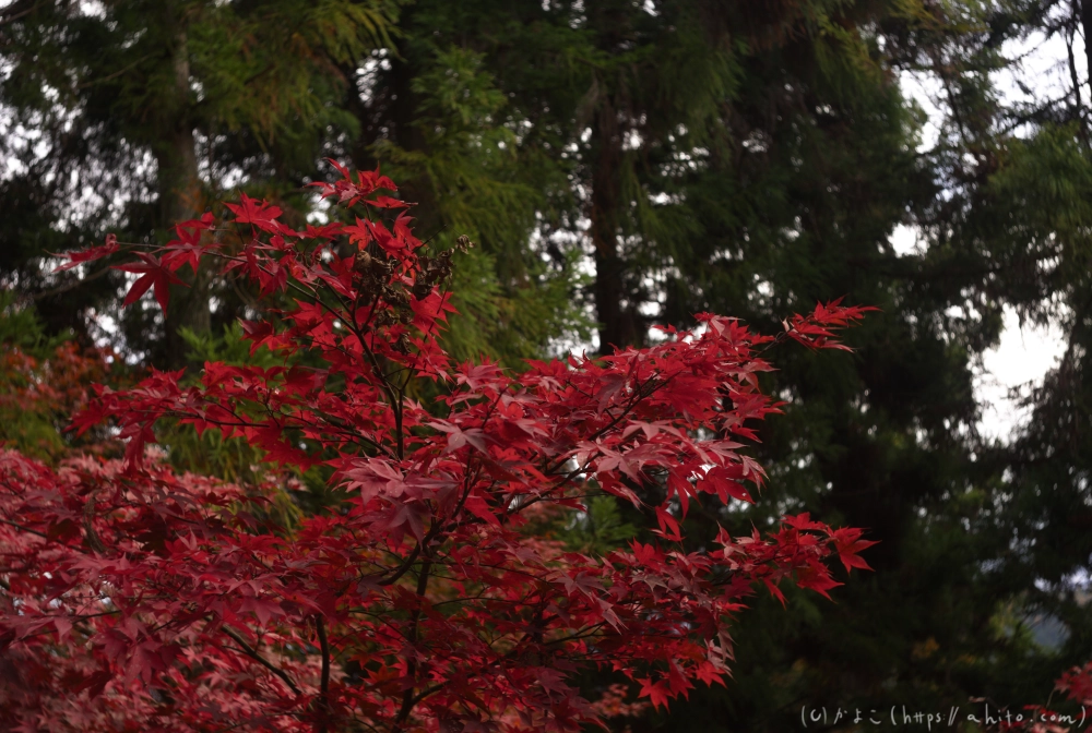 御岳山と紅葉１ - 18