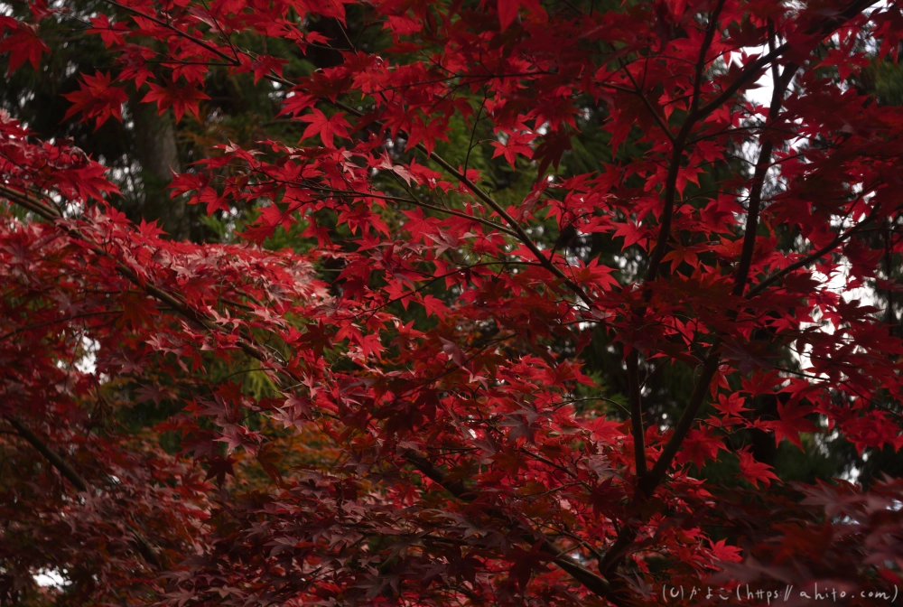 御岳山と紅葉１ - 19