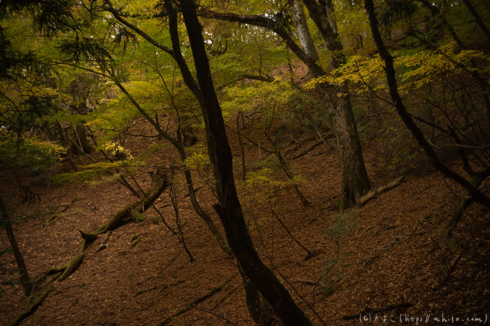 御岳山と紅葉１ - 30