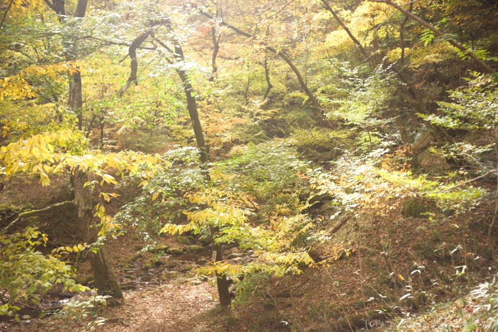 御岳山と紅葉１ - 33