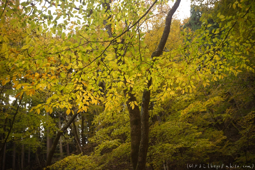 御岳山と紅葉２ - 04