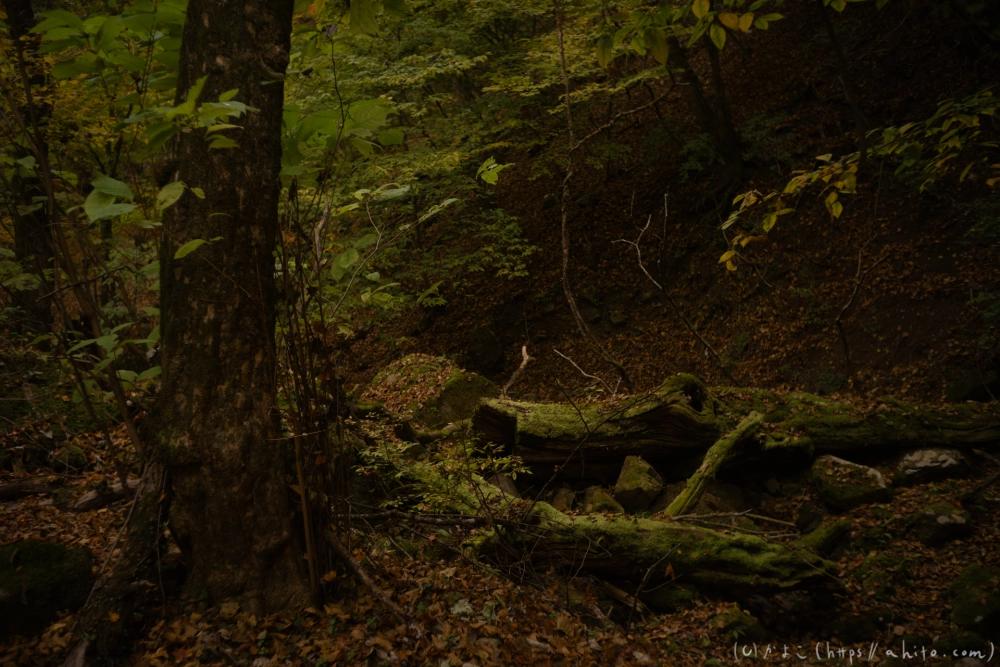 御岳山と紅葉２ - 15