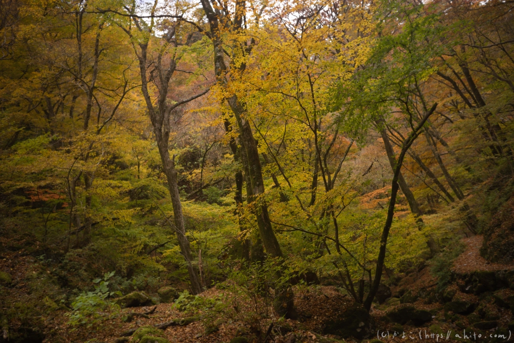 御岳山と紅葉２ - 17