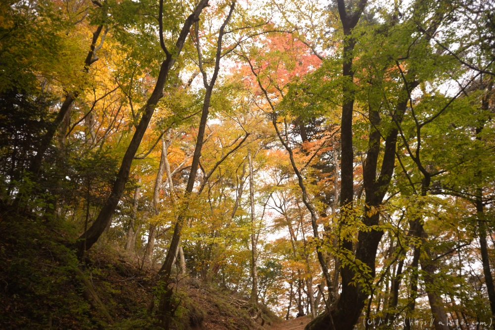 御岳山と紅葉２ - 33