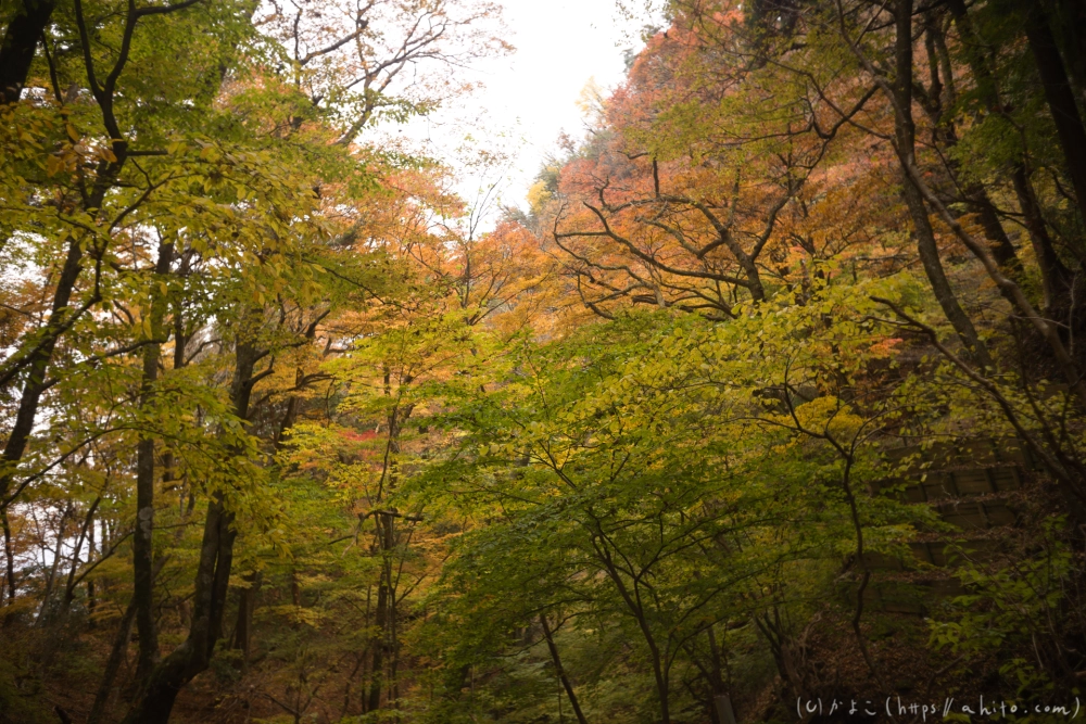 御岳山と紅葉２ - 34