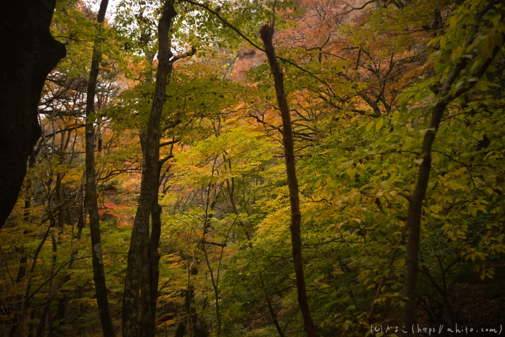 御岳山と紅葉２ - 35