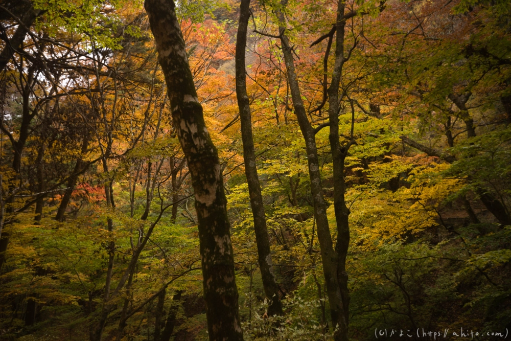 御岳山と紅葉２ - 36