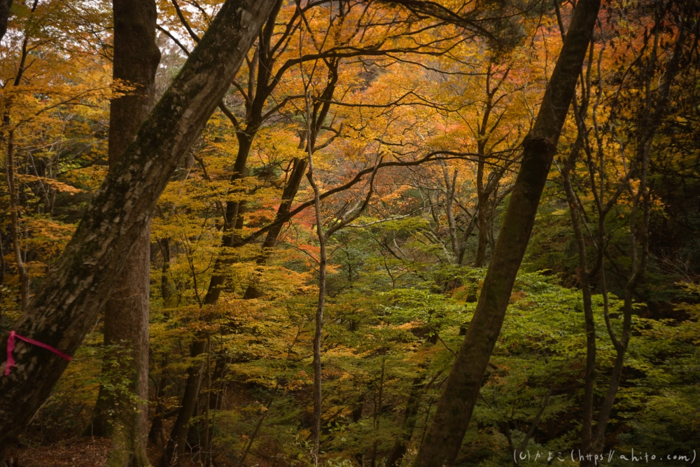 御岳山と紅葉２ - 37