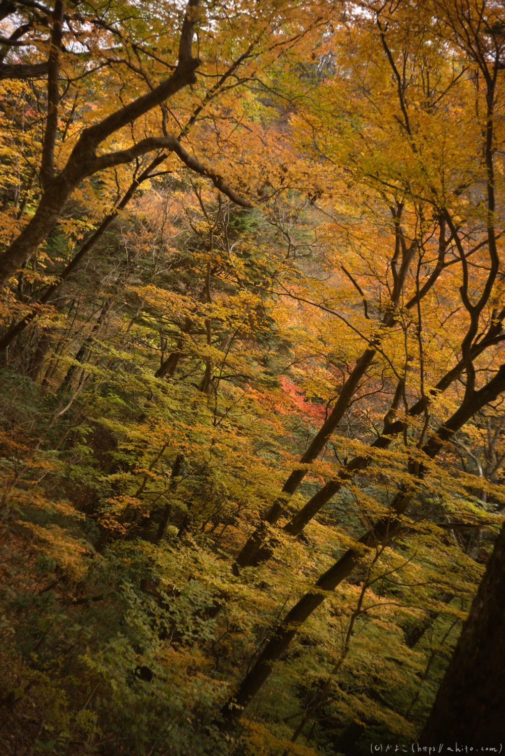 御岳山と紅葉２ - 39