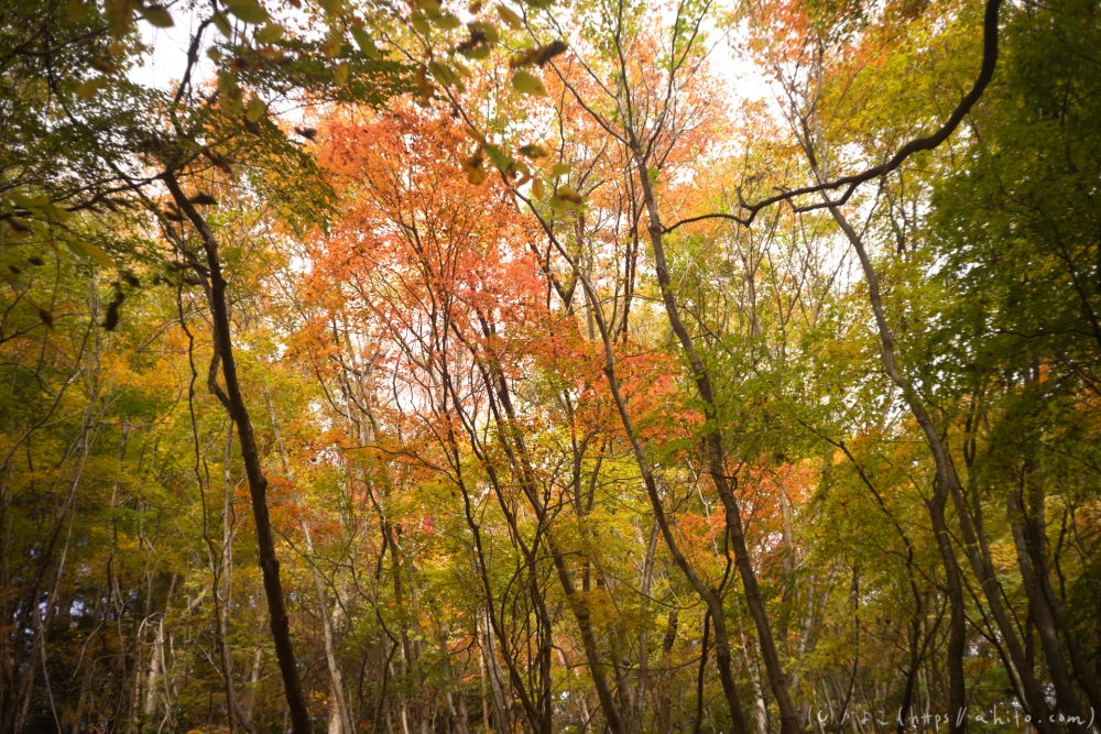 御岳山と紅葉２ - 40