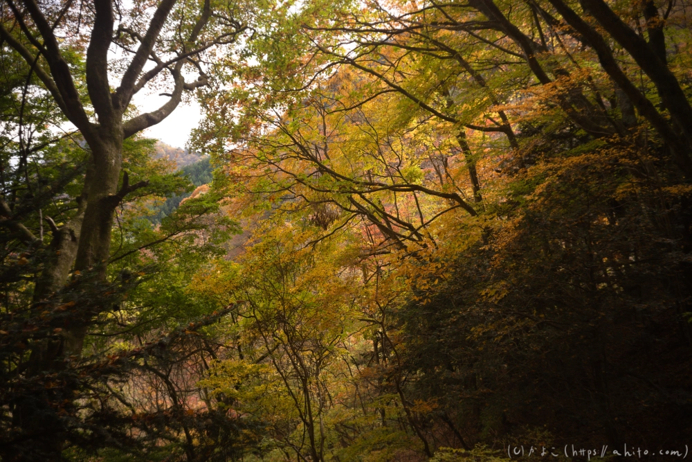御岳山と紅葉２ - 41