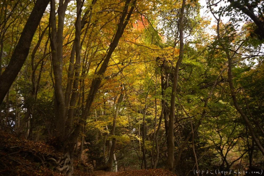 御岳山と紅葉２ - 42