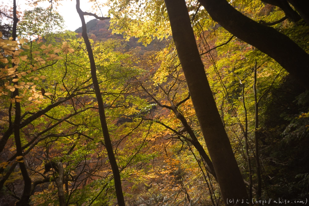 御岳山と紅葉２ - 43