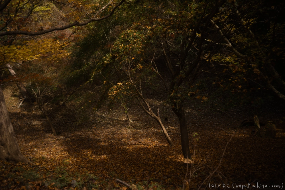 御岳山と紅葉２ - 47