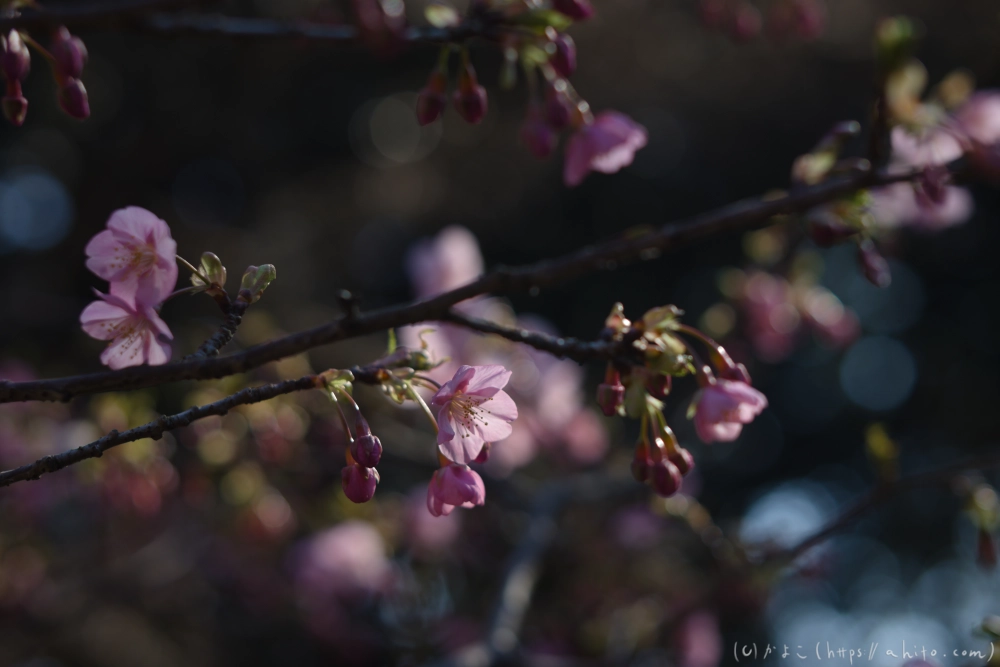 吾妻山公園の花と海 - 02