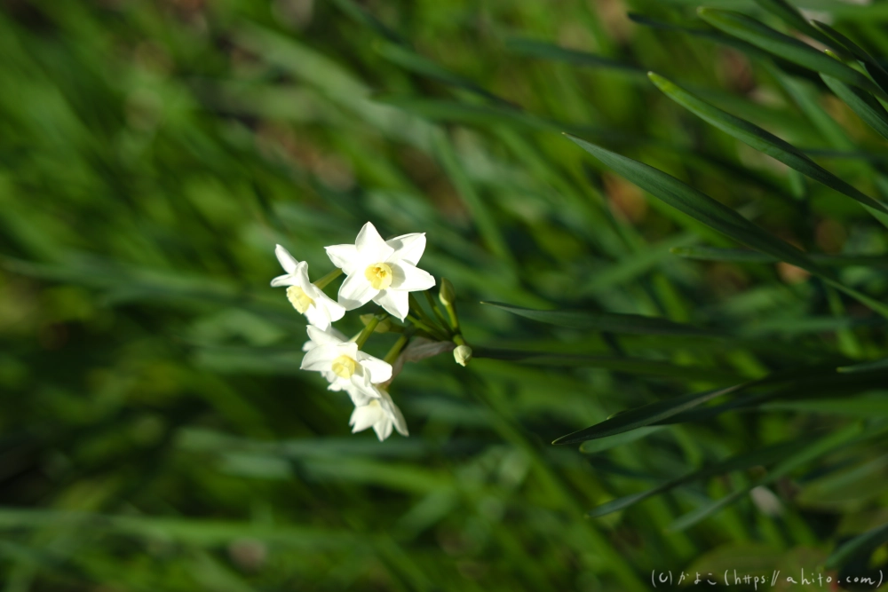 吾妻山公園の花と海 - 06