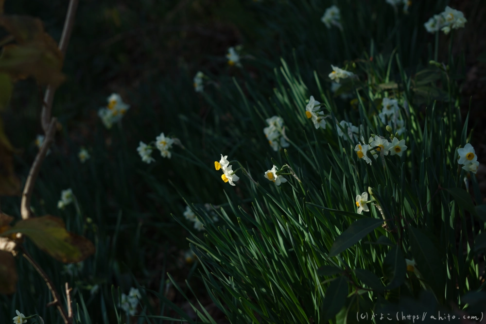吾妻山公園の花と海 - 10