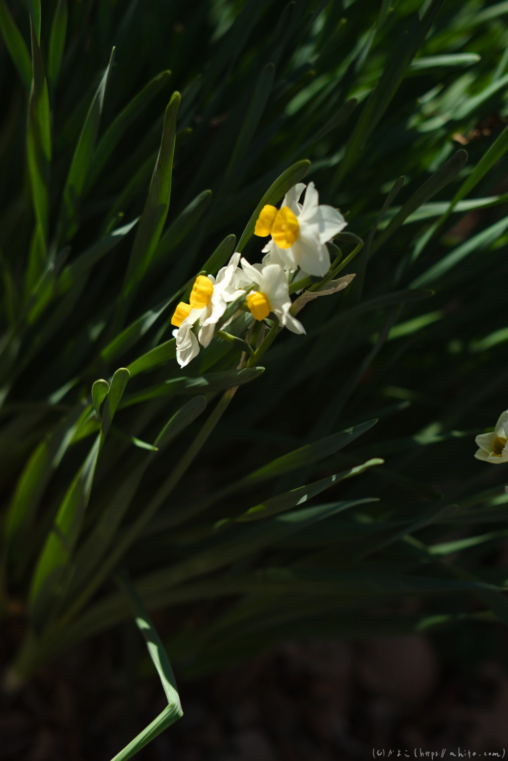 吾妻山公園の花と海 - 12