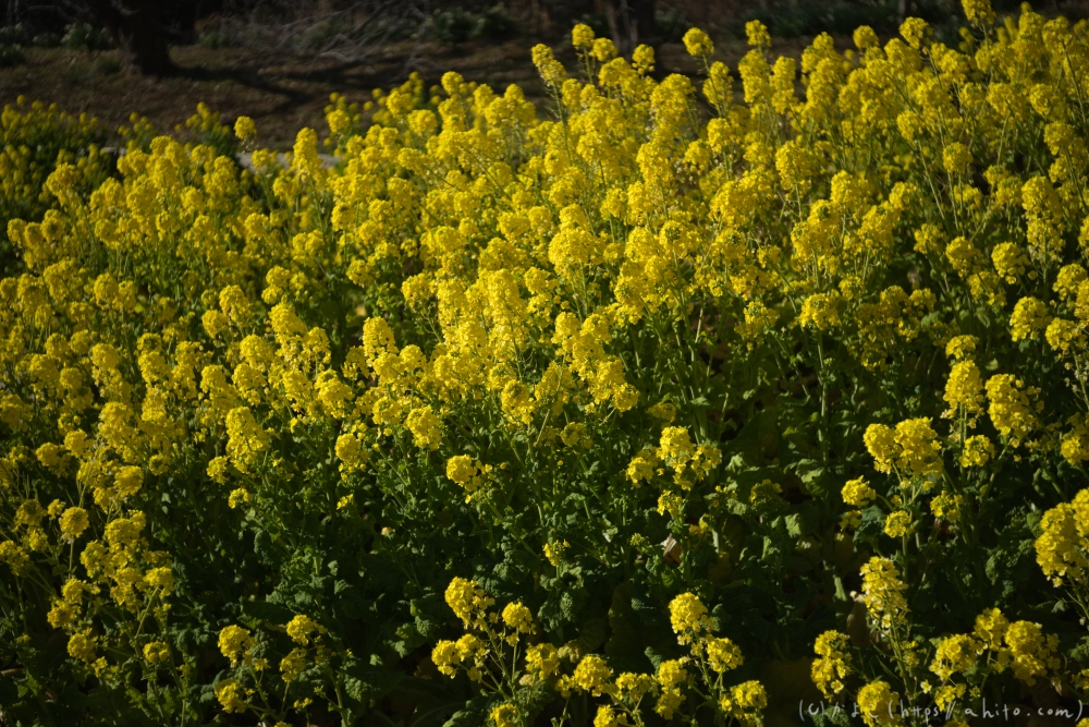 吾妻山公園の花と海 - 16