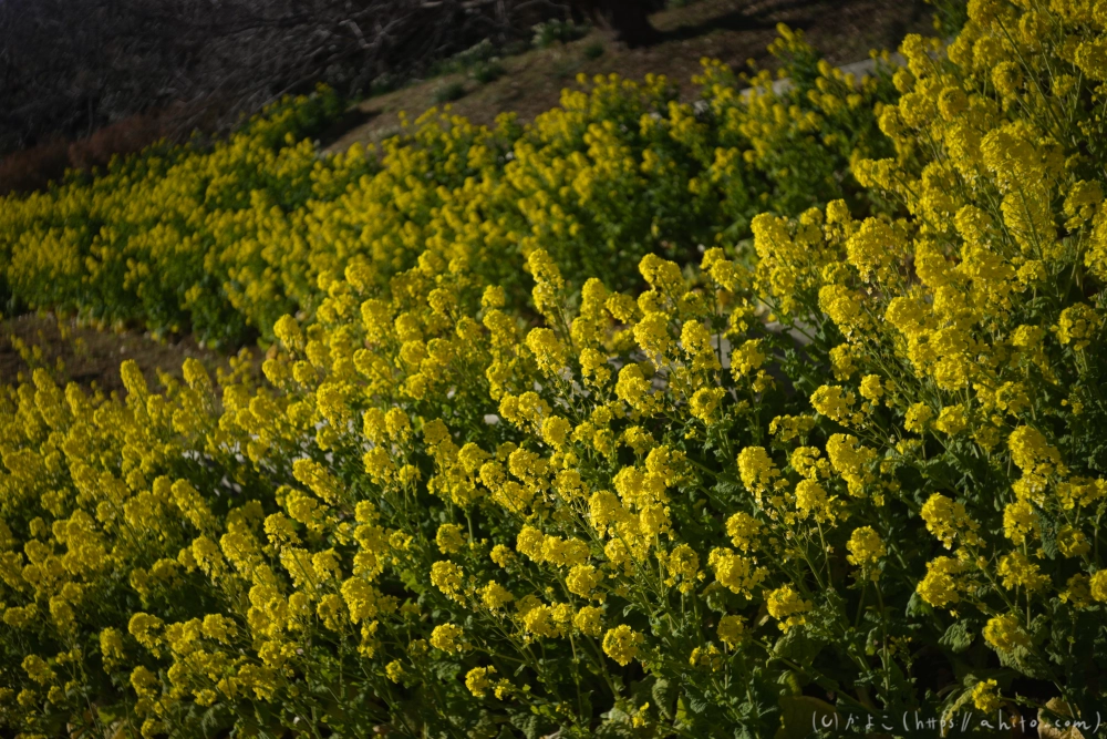 吾妻山公園の花と海 - 17