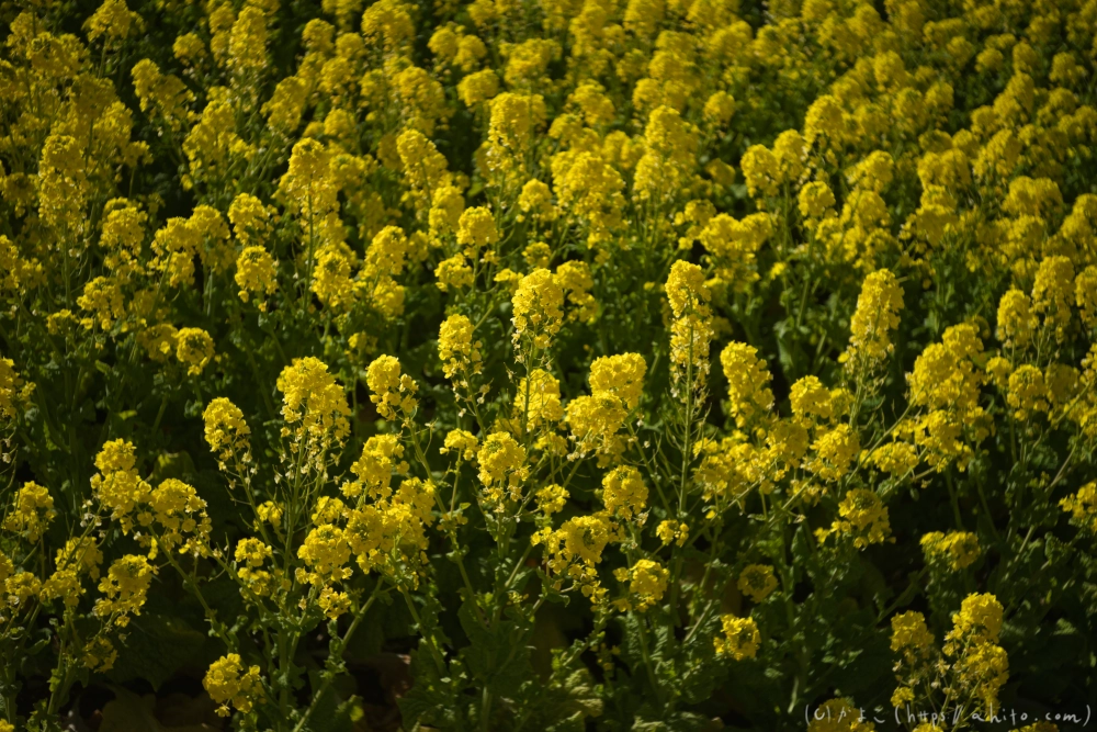 吾妻山公園の花と海 - 18