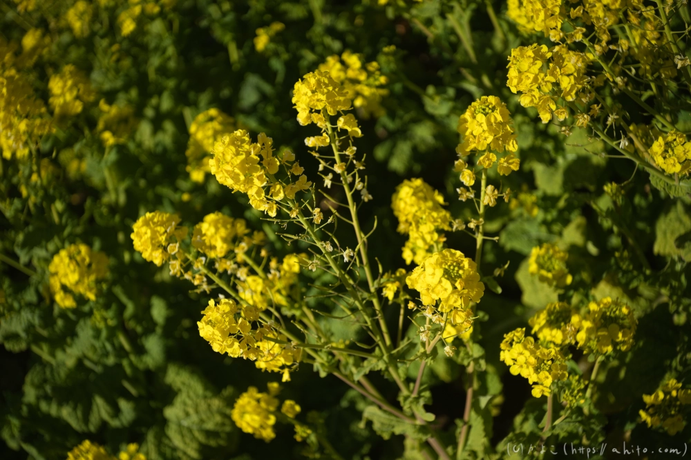 吾妻山公園の花と海 - 19