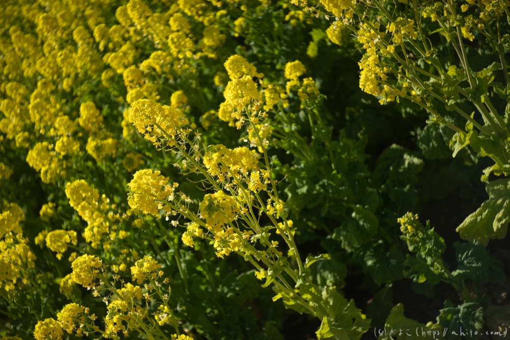 吾妻山公園の花と海 - 20