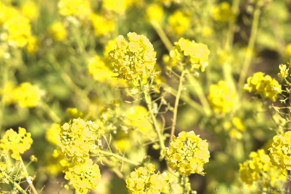 吾妻山公園の花と海 - 24