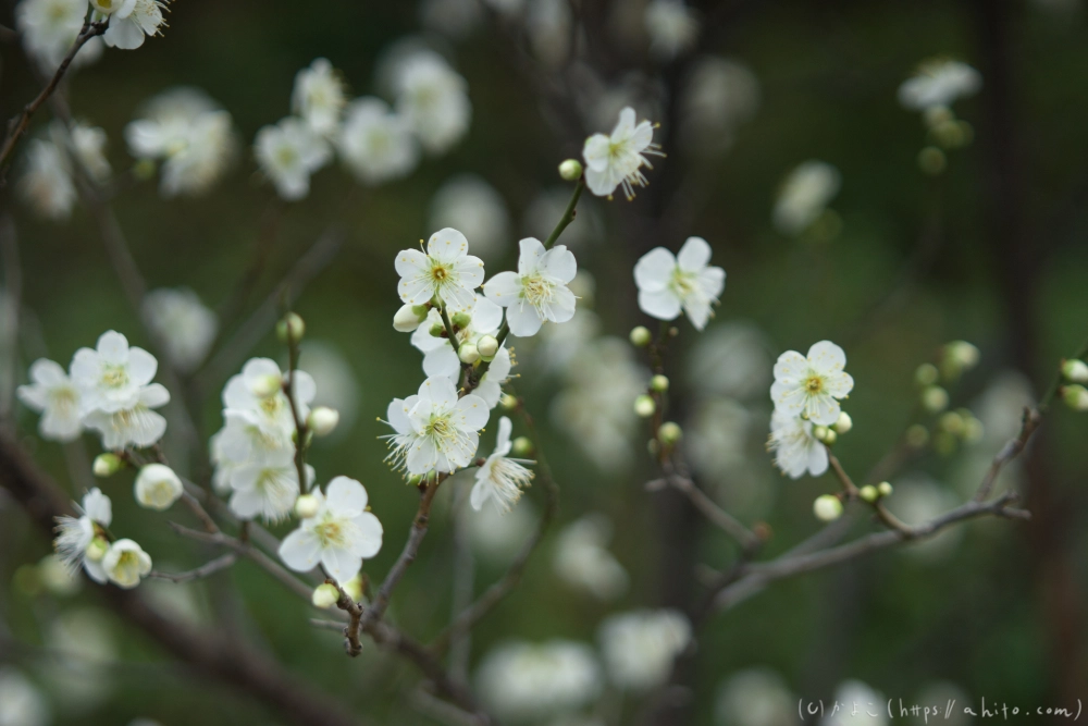 早咲の梅と蝋梅 - 01