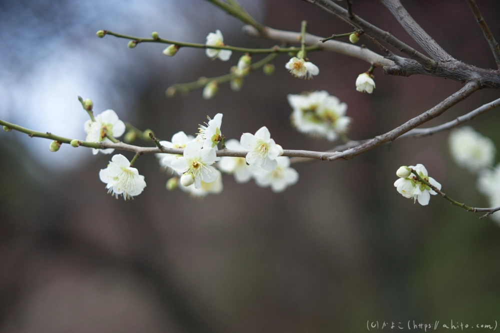 早咲の梅と蝋梅 - 02